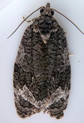 Apotomis removana