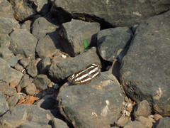 Neptis hylas varmona