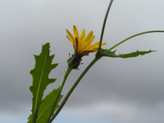 Reichardia intermedia