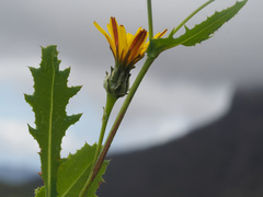 Reichardia intermedia