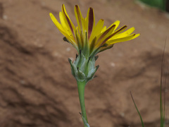 Reichardia intermedia