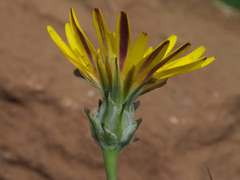 Reichardia intermedia