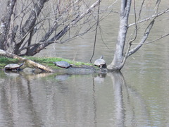 Pseudemys rubriventris