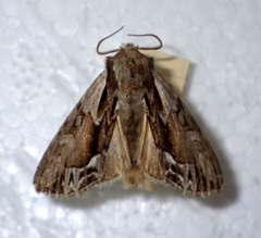 Hyppa rectilinea