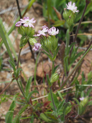 Silene tridentata