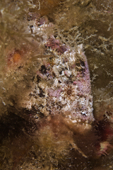 Aploactisoma milesii