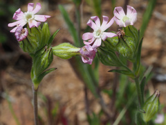 Silene tridentata