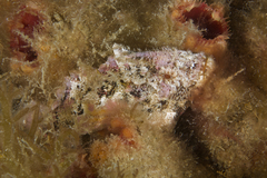 Aploactisoma milesii