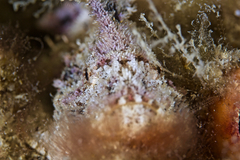 Aploactisoma milesii