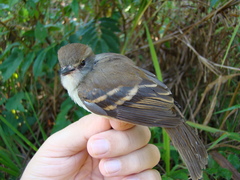 Cnemotriccus fuscatus