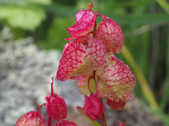 Rumex vesicarius image