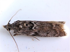 Pyla fusca