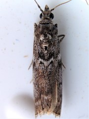 Pyla fusca