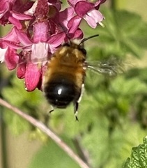 Anthophora plumipes