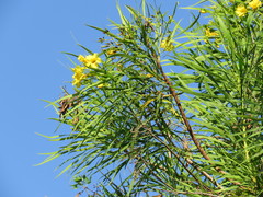 Astianthus viminalis