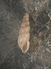 Allopeas gracile