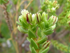 Crassula ericoides ericoides