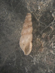 Allopeas gracile