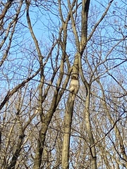 Buteo jamaicensis