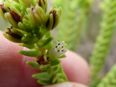 Crassula ericoides ericoides