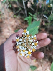 Alloispermum integrifolium