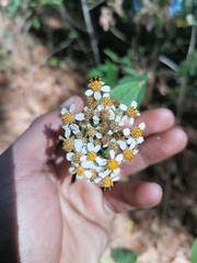 Alloispermum integrifolium