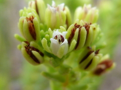 Crassula ericoides ericoides
