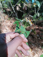 Alloispermum integrifolium