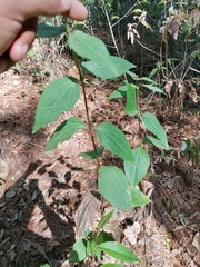 Alloispermum integrifolium