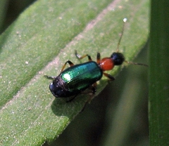 Calleida punctata