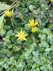 Ficaria verna