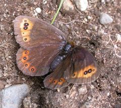 Erebia triarius