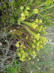 Crassula ericoides ericoides