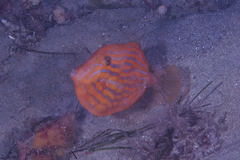 Eubalichthys mosaicus