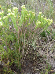 Crassula ericoides ericoides