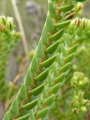 Crassula ericoides ericoides