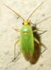 Orthotylinae
