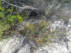 Limonium peregrinum