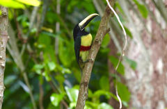 Pteroglossus aracari