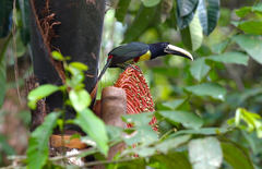 Pteroglossus aracari