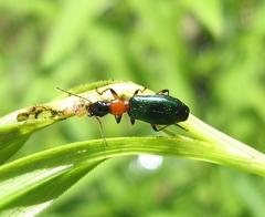 Calleida punctata