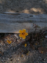Bidens bicolor