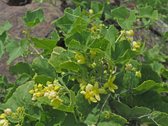 Bryonia verrucosa