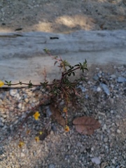 Bidens bicolor