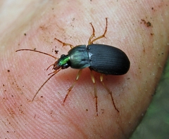 Chlaenius impunctifrons