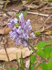 Scutellaria indica