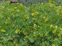 Bryonia verrucosa