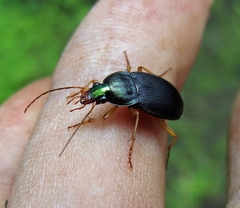 Chlaenius impunctifrons