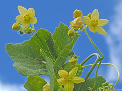 Bryonia verrucosa