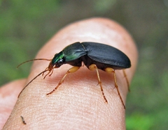 Chlaenius impunctifrons